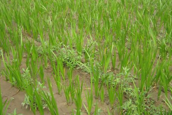 知母種植技術 知母的種植時間