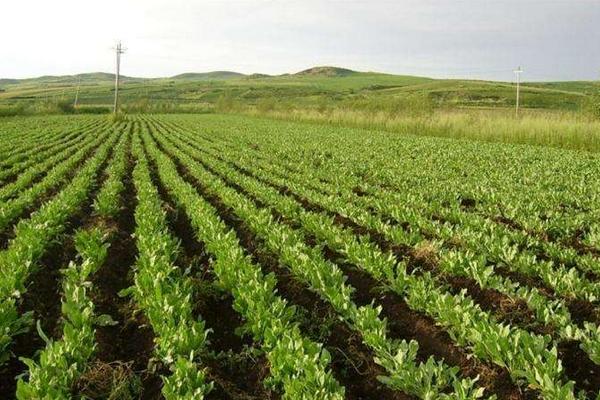 知母種植技術 知母的種植時間