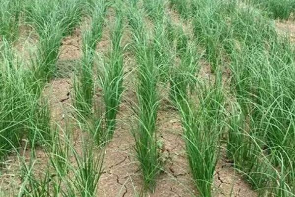 知母種植技術 知母的種植時間