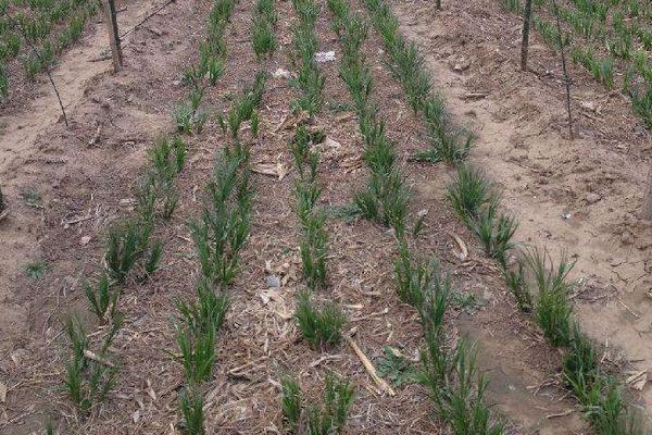 知母種植技術 知母的種植時間