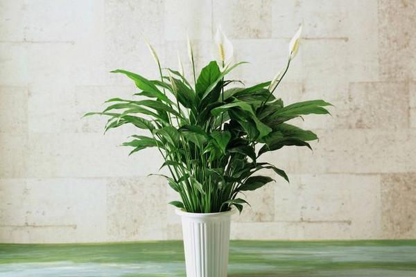 一帆風順花擺放位置 一帆風順花有什么功效