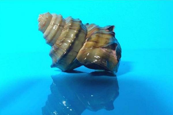 螺螄是什么 螺螄怎么做好吃又簡單