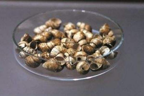 螺螄是什么 螺螄怎么做好吃又簡單