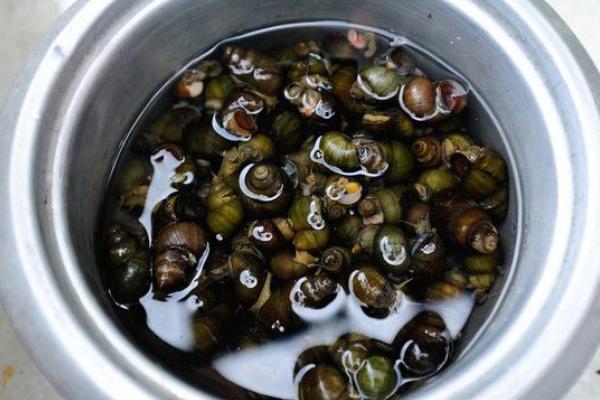 螺螄是什么 螺螄怎么做好吃又簡單