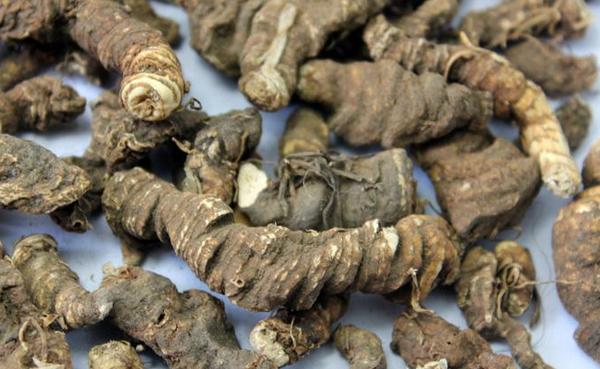 重樓怎么吃 重樓可以泡水喝嗎