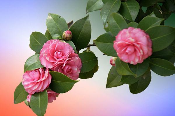 山茶花最常用的保鮮方法 山茶花保鮮用什么水