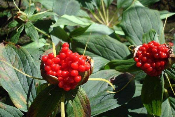 重樓怎么種植 重樓種植技術