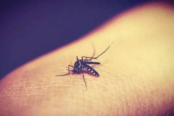 蚊子會咬貓嗎 蚊子會咬狗嗎