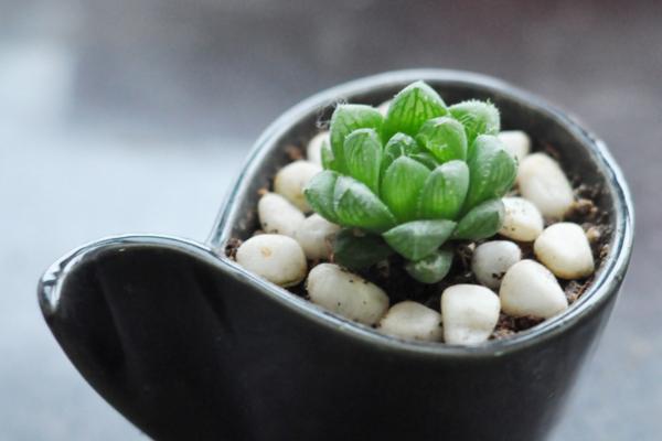 玉露怎么澆水 玉露需要施肥嗎