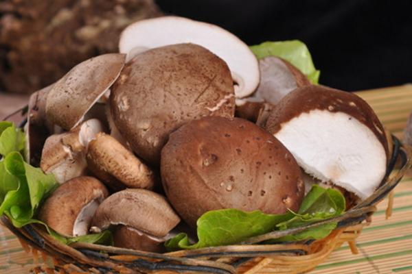 香菇是不是發物 香菇會回奶嗎 