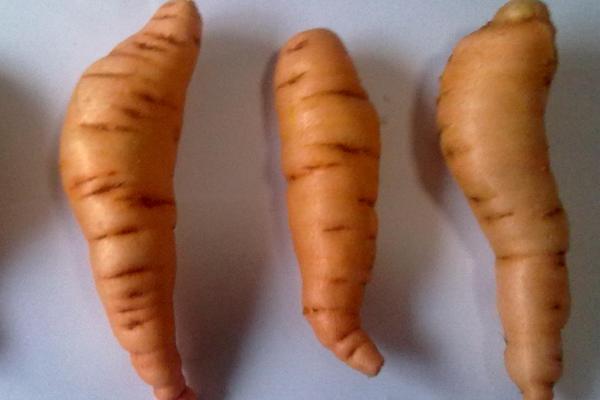 地黃市場價格多少錢一斤 地黃市場前景好嗎