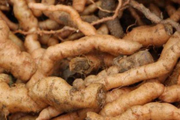 地黃市場價格多少錢一斤 地黃市場前景好嗎