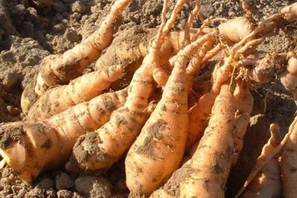 地黃功效與作用及禁忌 地黃的藥用價(jià)值