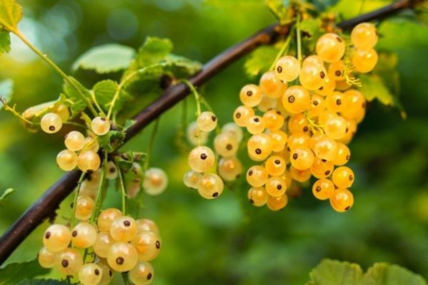 燈籠果市場價格多少錢一斤 燈籠果產地在哪里