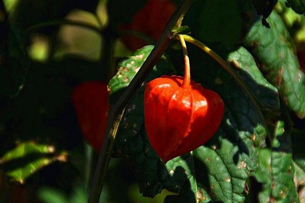 燈籠果市場價格多少錢一斤 燈籠果產地在哪里