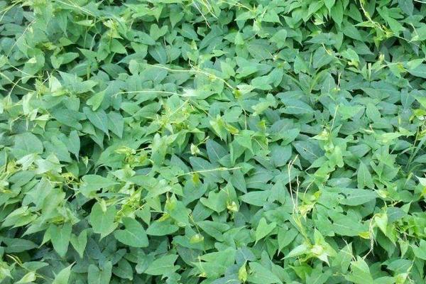 何首烏種植幾年可以收 何首烏的生長環(huán)境