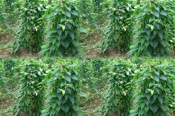 何首烏種植幾年可以收 何首烏的生長環境