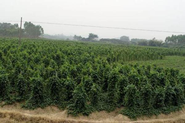 何首烏種植幾年可以收 何首烏的生長環境