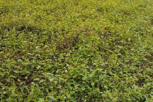 何首烏種植幾年可以收 何首烏的生長環境