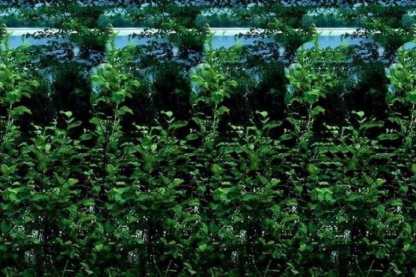 何首烏種植幾年可以收 何首烏的生長環境