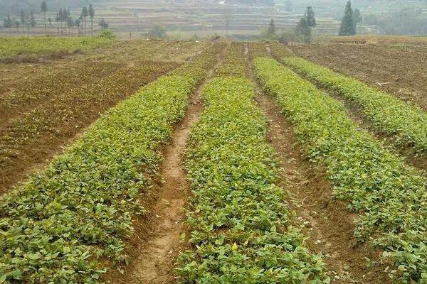 何首烏種植幾年可以收 何首烏的生長環境