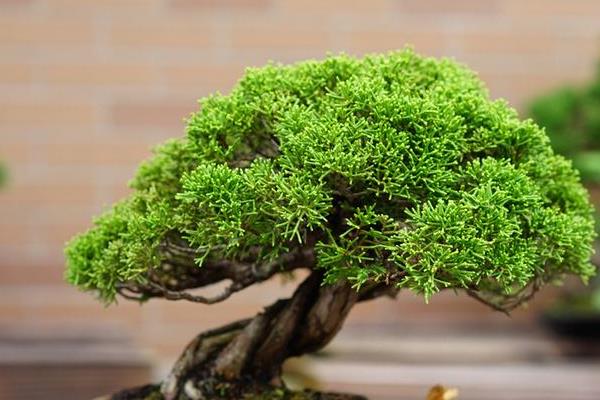 柏樹盆景適合放家里嗎 柏樹盆景制作方法