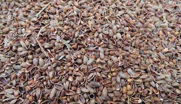 柏樹籽裝枕頭有什么作用 柏樹籽裝枕頭有何害處