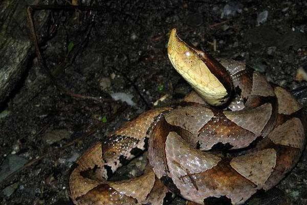 被五步蛇咬了怎么辦 五步蛇咬了多久會死