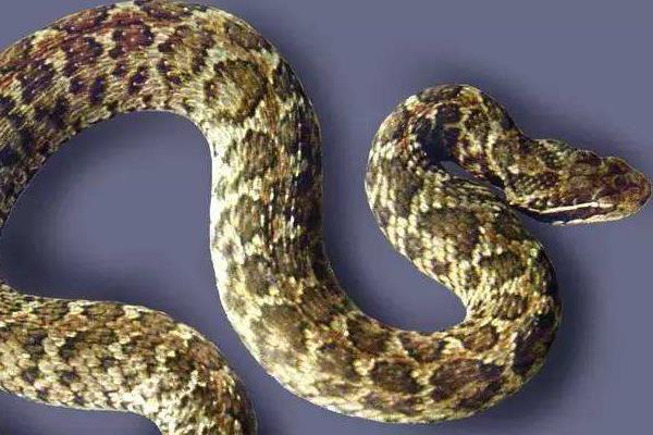 五步蛇的功效與作用及禁忌 五步蛇膽有什么作用