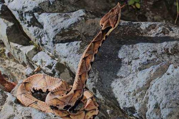 養(yǎng)五步蛇賺錢嗎 養(yǎng)殖500條五步蛇有多少利潤