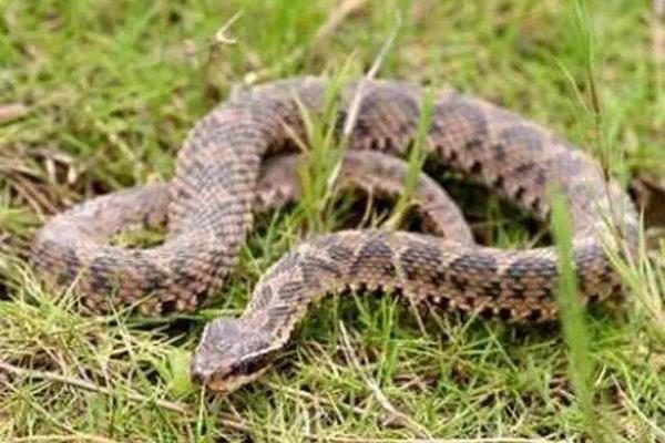 五步蛇是保護(hù)動物嗎 五步蛇屬于國家?guī)准壉Ｗo(hù)動物