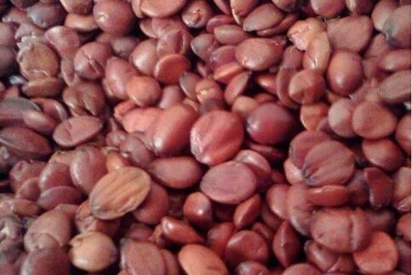 柏樹籽裝枕頭有什么作用 柏樹籽裝枕頭有何害處