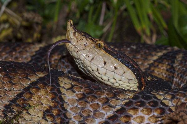 野生五步蛇市場價(jià)格多少錢一斤 五步蛇能長多大