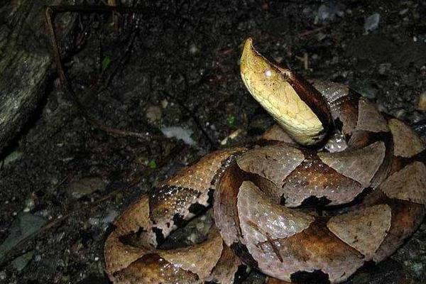 野生五步蛇市場價(jià)格多少錢一斤 五步蛇能長多大