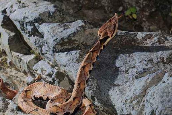 野生五步蛇市場價(jià)格多少錢一斤 五步蛇能長多大