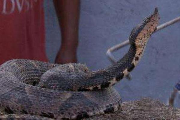 野生五步蛇市場價(jià)格多少錢一斤 五步蛇能長多大