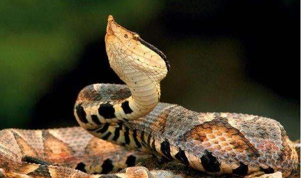 野生五步蛇市場價(jià)格多少錢一斤 五步蛇能長多大