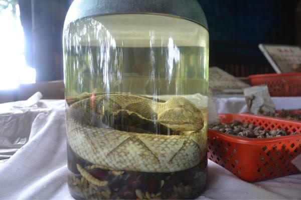 五步蛇酒市場價格多少錢一瓶 五步蛇酒有毒嗎