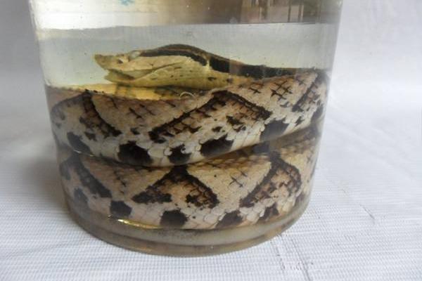 五步蛇酒的功效與作用及禁忌 五步蛇酒怎么泡