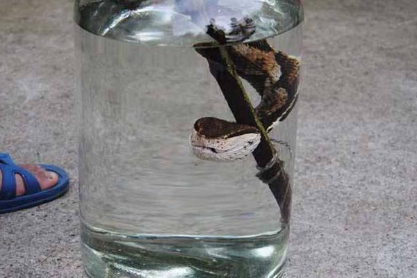 五步蛇酒的功效與作用及禁忌 五步蛇酒怎么泡