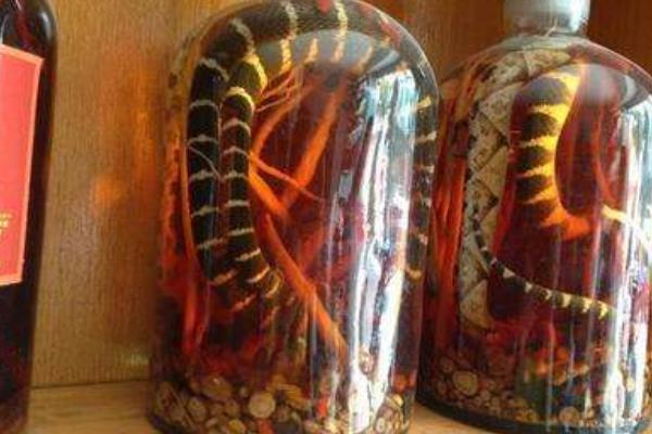 五步蛇酒的功效與作用及禁忌 五步蛇酒怎么泡