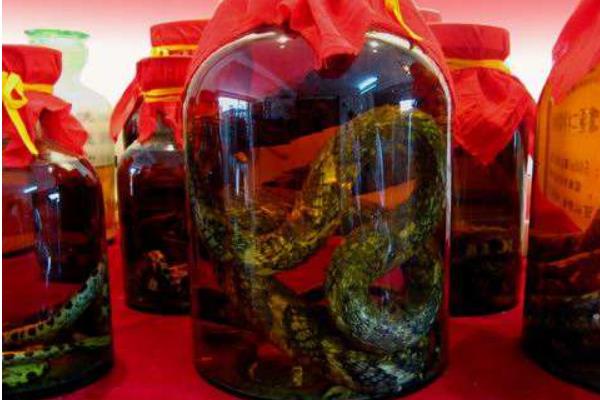 五步蛇酒的功效與作用及禁忌 五步蛇酒怎么泡