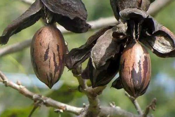 碧根果種植條件 碧根果適合種植地區(qū)
