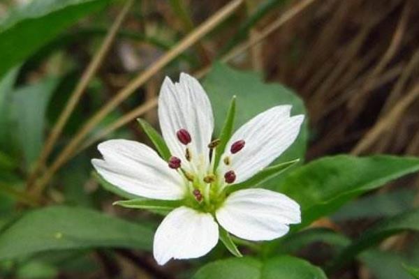 太子參葉斑病防治方法 太子參花葉病防治方法