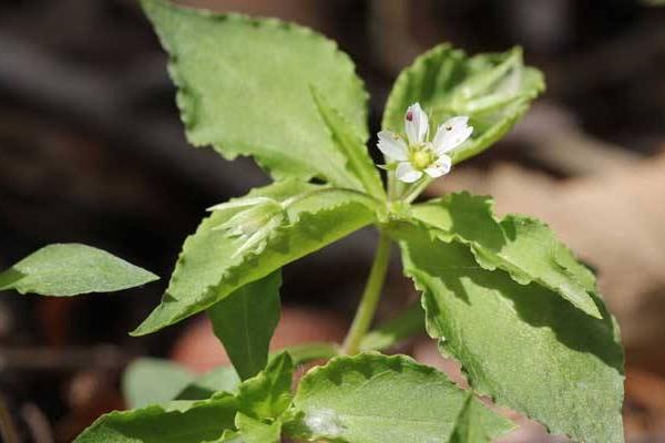 太子參畝產量多少 太子參種植效益高嗎