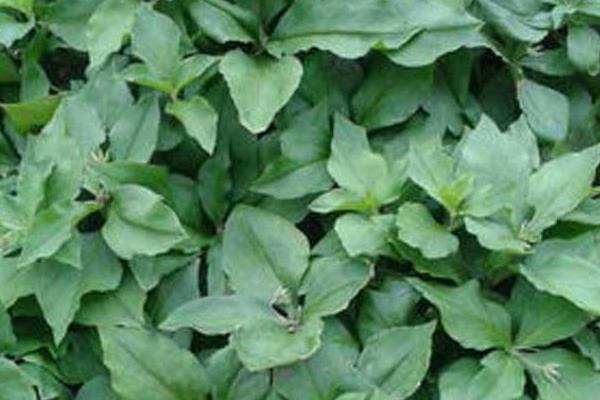 太子參產地在哪里 哪里的太子參最好