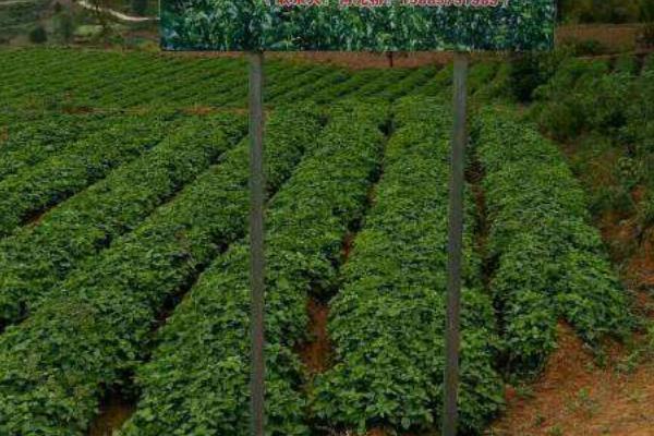 太子參產地在哪里 哪里的太子參最好