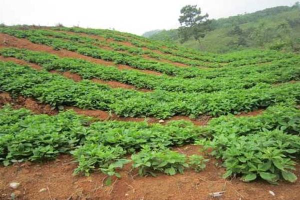 太子參產地在哪里 哪里的太子參最好