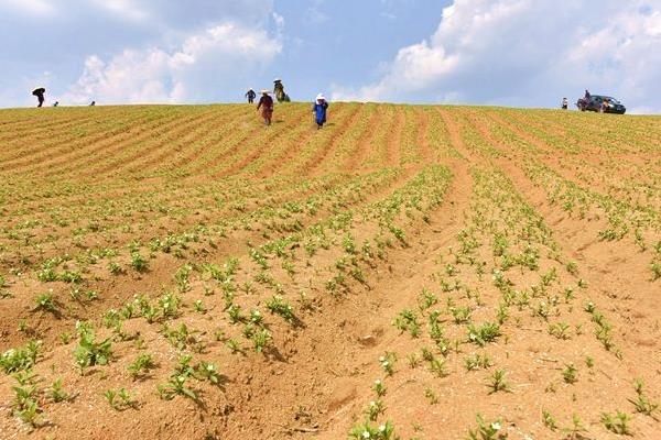 太子參產地在哪里 哪里的太子參最好