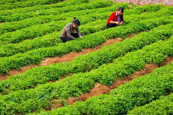 太子參產地在哪里 哪里的太子參最好